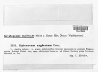 Epicoccum neglectum image